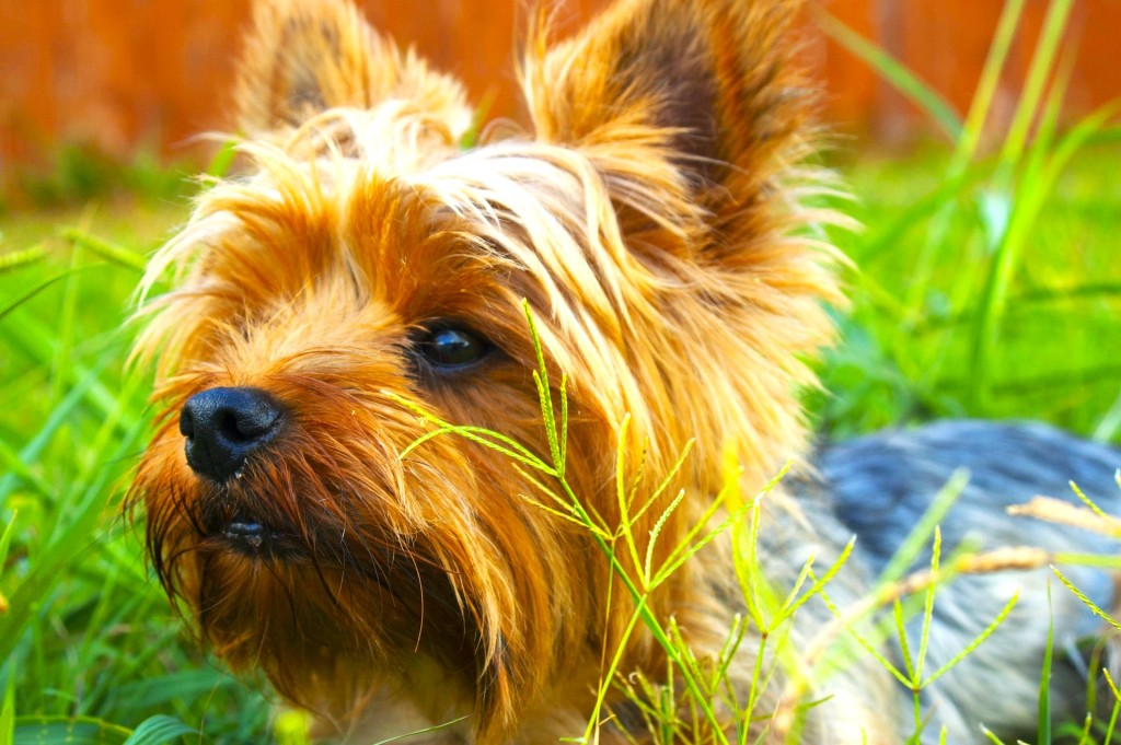 Why Do Dogs Eat Grass?